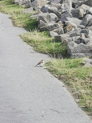 Plectrophenax nivalis