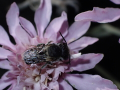Megachile canariensis