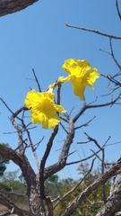 Handroanthus ochraceus