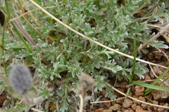Phacelia sericea