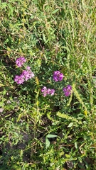 Glandularia wrightii