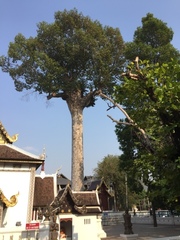 Dipterocarpus alatus