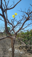 Handroanthus ochraceus