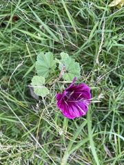 Malva arborea
