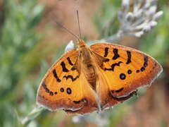 Catacroptera cloanthe cloanthe