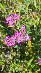 Glandularia wrightii