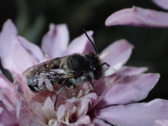 Megachile canariensis