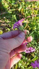 Glandularia wrightii