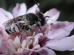 Megachile canariensis