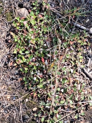 Fallopia convolvulus