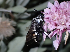 Thyreus histrionicus