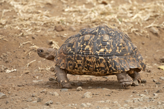 Stigmochelys pardalis