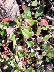 Fallopia convolvulus