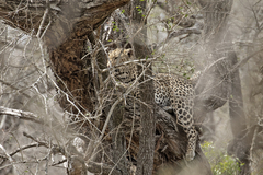 Panthera pardus pardus