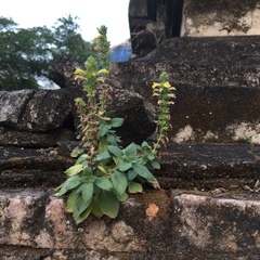 Lindenbergia philippensis