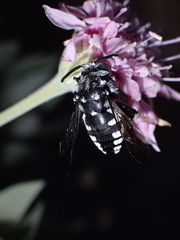 Thyreus histrionicus