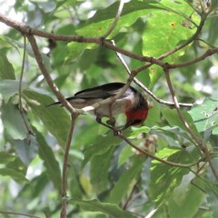 Myzomela sanguinolenta