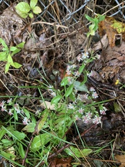 Symphyotrichum lateriflorum