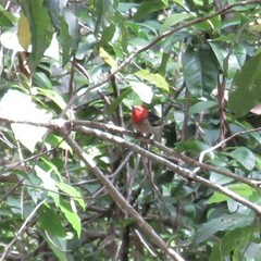 Myzomela sanguinolenta
