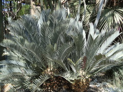 Encephalartos lehmannii