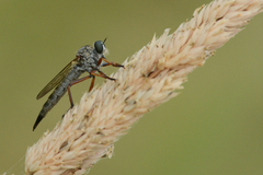 Neomochtherus willistoni