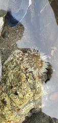 Anthopleura