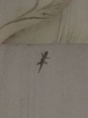 Hemidactylus platyurus