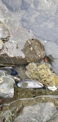 Anthopleura