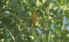 Icterus cucullatus