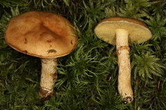 Suillus acidus