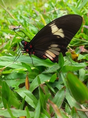 Parides eurimedes