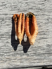 Pseudocolus fusiformis