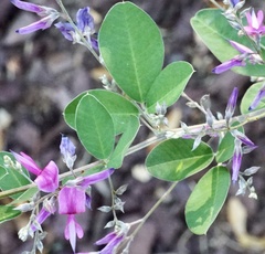 Lespedeza bicolor