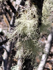 Usnea hirta