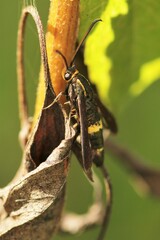 Carmenta pyralidiformis