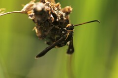 Carmenta pyralidiformis