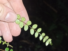 Metrosideros diffusa