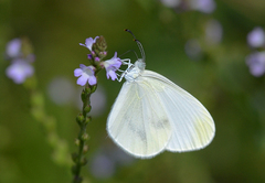 Dismorphiinae