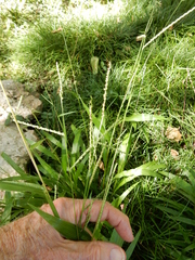 Paspalum langei