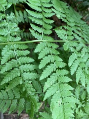Dryopteris expansa