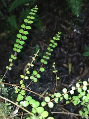 Metrosideros diffusa