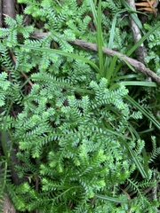 Dryopteris expansa