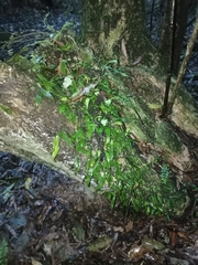 Loxogramme dictyopteris