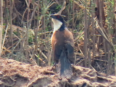 Centropus cupreicaudus