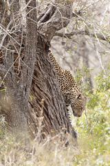 Panthera pardus pardus