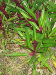 Tradescantia spathacea