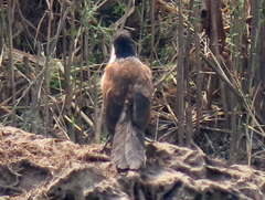 Centropus cupreicaudus