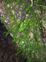 Loxogramme dictyopteris