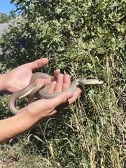 Coluber constrictor mormon