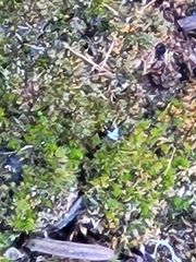 Selaginella densa